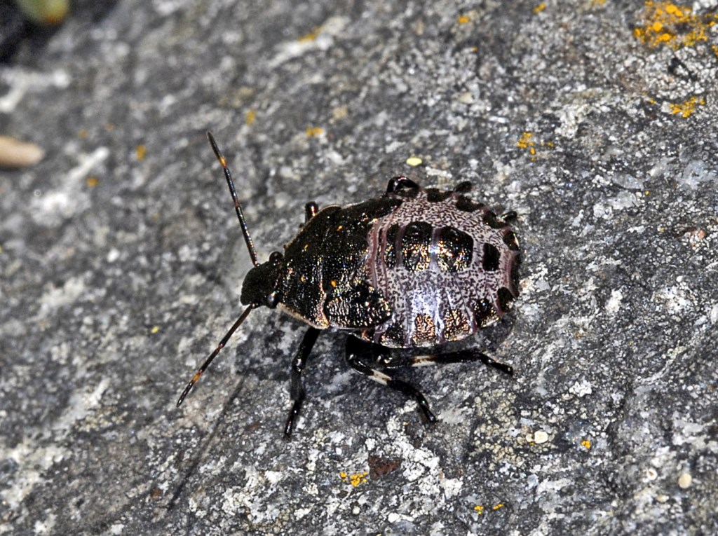 Pentatomide: Rhacognathus punctatus, ninfa della Val d''Aosta